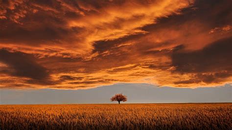 Lonely Tree On The Plain Backiee