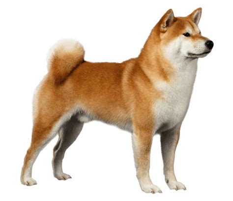 Shiba Inu Dog Breed Health History Appearance Temperament And