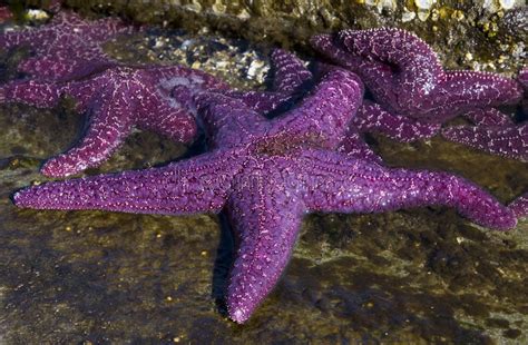 Purple Starfish Stock Image Image Of Life Color Multiple 6494861