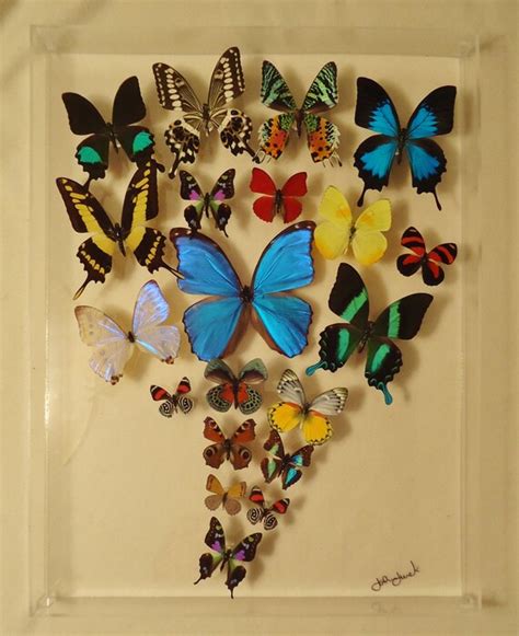 Framed Butterflies Butterfly Display 15x20