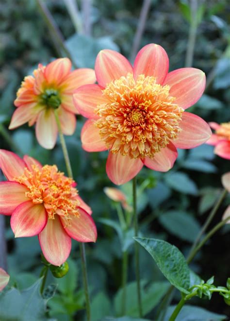 Types Of Dahlias Flower Styles And Sizes Longfield Gardens
