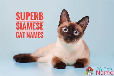 30 Best Pictures Lynx Siamese Cat Names What Is A Lynx Point Siamese