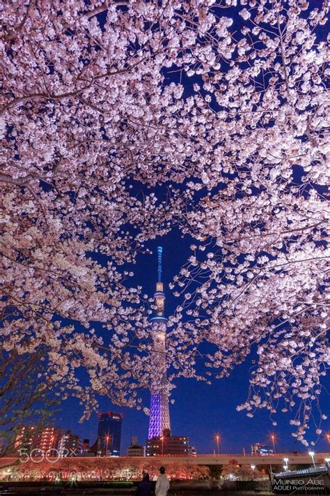 Popular On 500px Cherry Blossoms In Full Bloom By Aouei