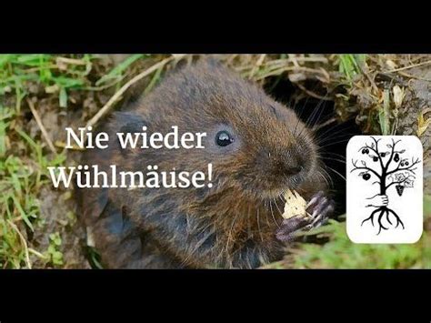 Gegen wühlmäuse kannst du mit lebendfallen, giftködern, bestimmten gerüchen und natürlichen fressfeinden vorgehen. Wühlmäuse vertreiben: Tierfreundlich, Biologisch, Effektiv ...
