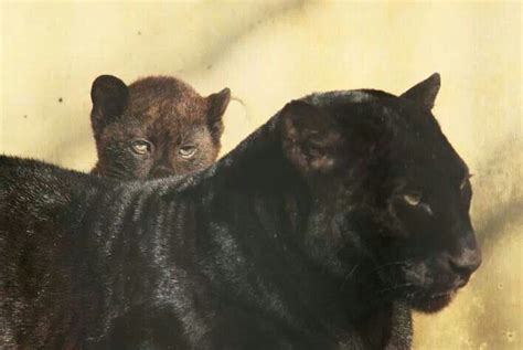 Black Panther Cub Hiding Behind Its Mother Black Panther