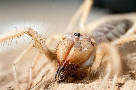 What Are The Effects Of A Camel Spider Bite It Is Capable Of Creating