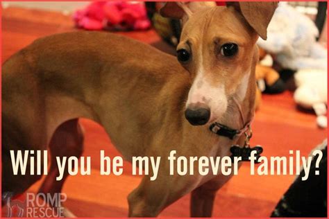 Italian Greyhound Rescue Adoption Campaign Romp Resuce Italian