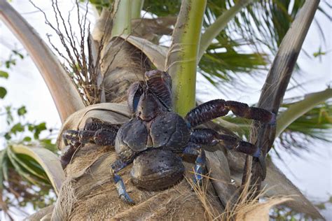 17 Captivating Coconut Crab Facts