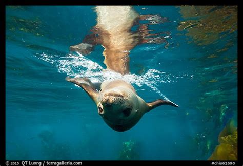 Picturephoto Sea Lion Swimming Upside Down Santa Barbara Island