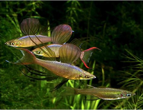 Threadfin rainbow fish are small but have amazing colors which make for a dazzling aquatic according to aquatiction.world the threadfin rainbowfish is a small fish which holds excellent. Threadfin Tropical Rainbowfish | Arizona Aquatic Gardens