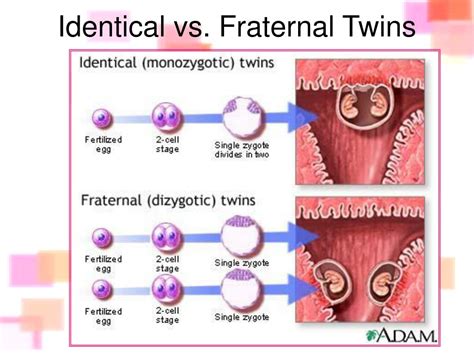 ppt embryology powerpoint presentation free download id 109684
