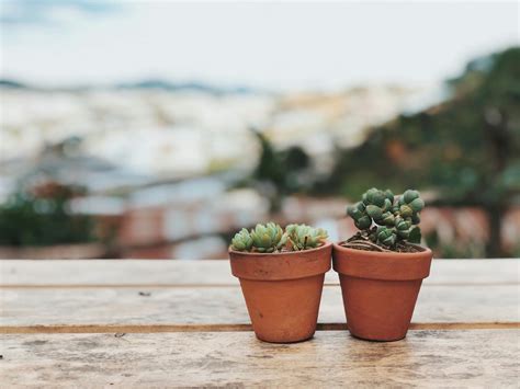 Two Potted Succulent Plants · Free Stock Photo