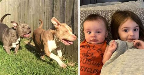 Tragic Deaths Of Hollace And Lilly Bennard 2 Pit Bulls Euthanized After Fatal Attack On