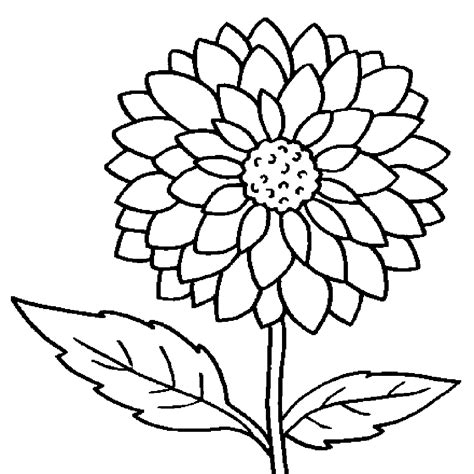 Dahlia Coloring Pages Best Coloring Pages For Kids