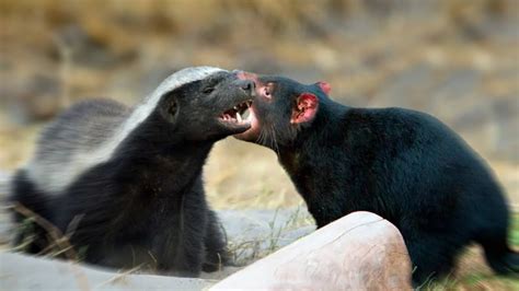 Tasmanian Devil Vs The Honey Badger Youtube