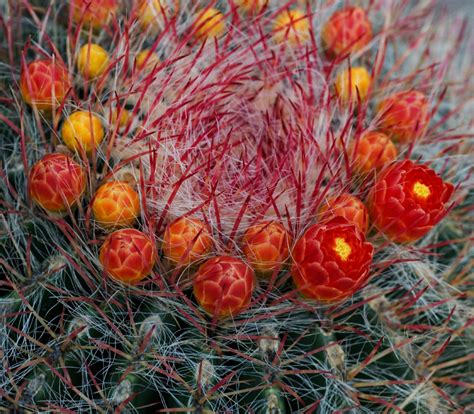 Ferocactus Pilosus Mexican Fire Barrel Cactus Seeds