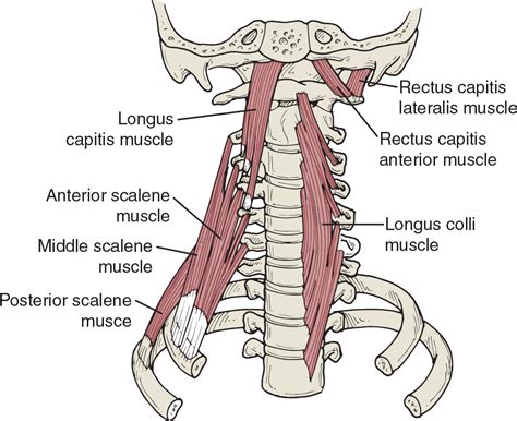 Výsledek Obrázku Pro Musculus Longus Colli Muscle Anatomy Pinterest