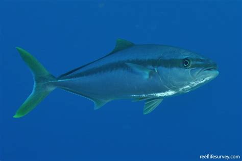 Seriola Lalandi Yellow Tail Kingfish Reef Life Survey