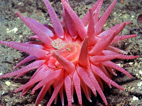 Fascinating Facts About Sea Anemones You Never Knew Animal Sake