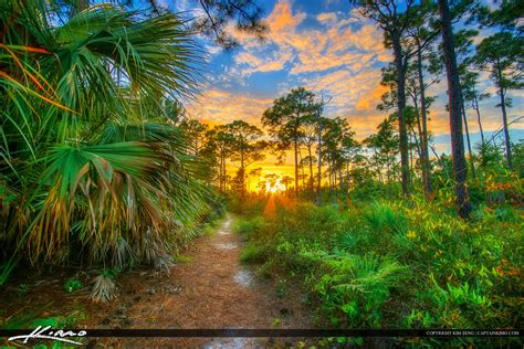 Stuart Florida Sunset Kiplinger Nature Preserve Trail Forest Hdr