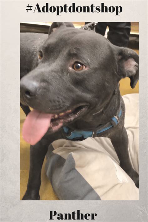 Dog food recall information & alerts | list updated in 2021. Ready for adoption! He is patiently waiting for his second ...