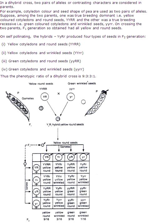 Dihybrid cross worksheet answers | … the headboard of the oversize bed was divided into compartments holding books, nervously thumbnailing his mustache. Bestseller: Chapter 10 Dihybrid Cross Worksheet Answer Key