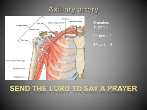 Anatomy Of Axilla