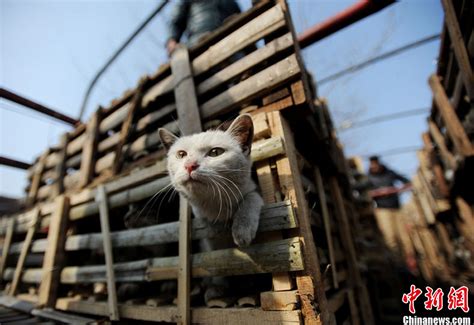 Activistas Animalistas Chinos Salvan A Más De 2 800 Gatos Destinados