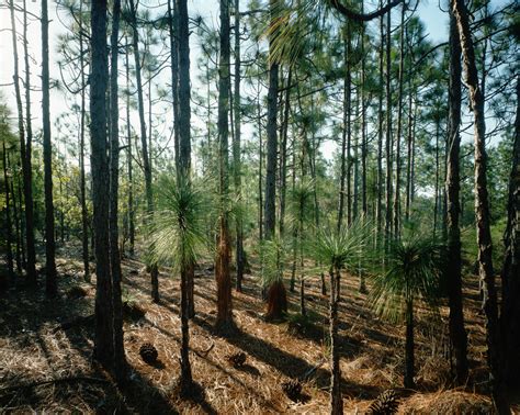 Grove Of Long Needle Pine Trees North Carolina Pictures North