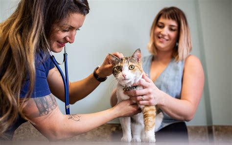 500000 Pet Milestone Achieved By Insurance Group Veterinary Practice