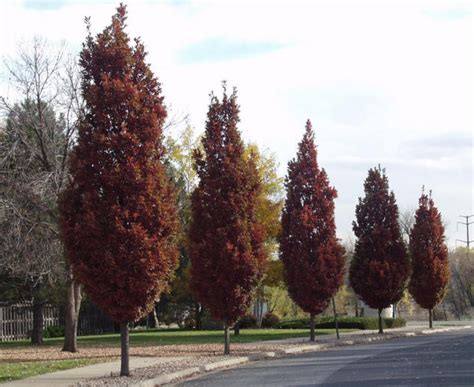 Crimson Spire Oak Plant Library Pahls Market Apple