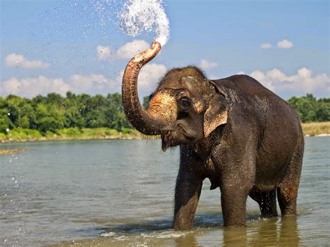 Beautiful Elephant Images Hd Wallpaper Elephant Pics Full Hd