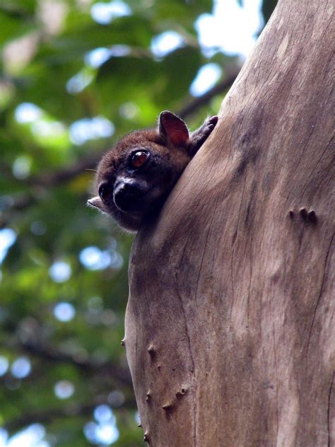 Lepilemur Ankaranensis Ankarana Sportive Lemur Madagascar Flickr