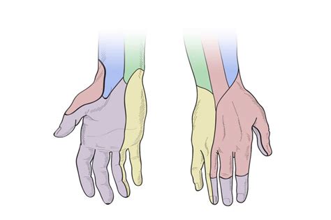 Dermatome Hands Trial Template Llc Dermatome Map