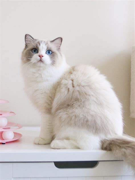 Ragdoll Breeding Program | Our Beautiful Female Ragdolls — Ragdoll
