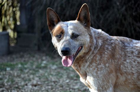 Australian Cattle Dog Dog Breed Information All Our Paws