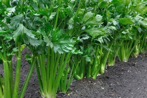 How To Harvest Celery Urban Garden Gal