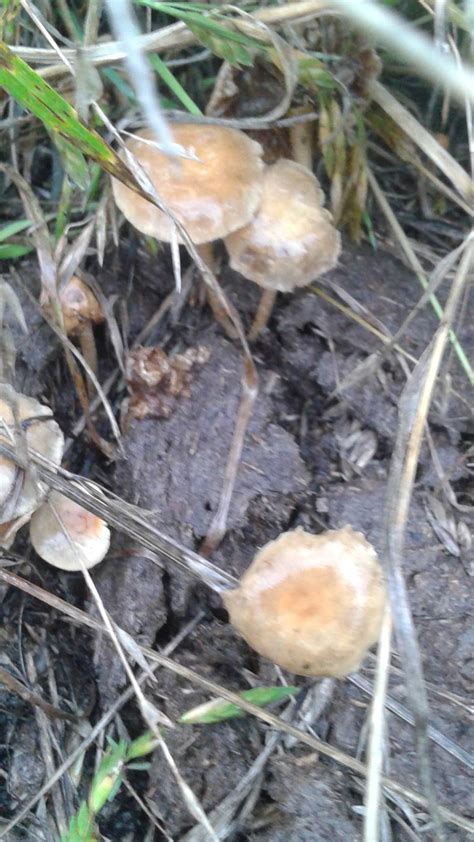 Texas Orange Mushroom Id Growing Off Cow Manure Mushroom Hunting