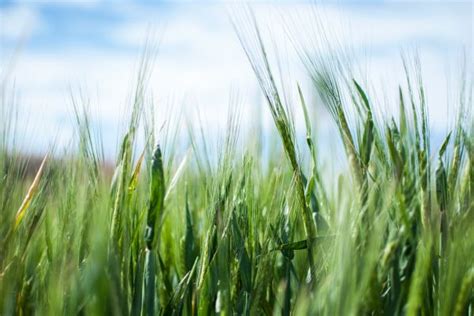 Free Images Field Meadow Barley Wheat Prairie Flower Food Crop