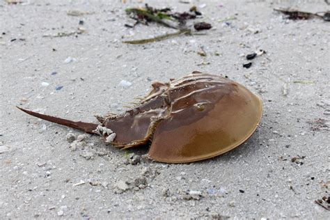 Are Horseshoe Crabs Dangerous To Humans American Oceans