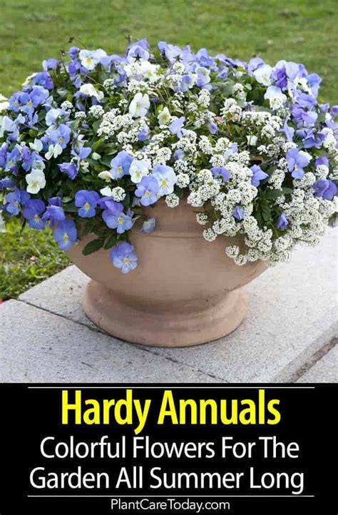 Hardy Annuals Colorful Flowers For The Garden All Summer Blooming