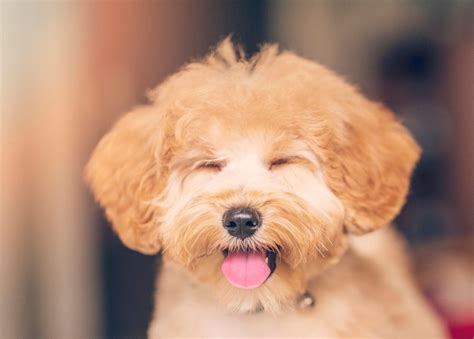 30 Toy Dog Breeds — Best Tiny Dogs Youll Love Parade Pets