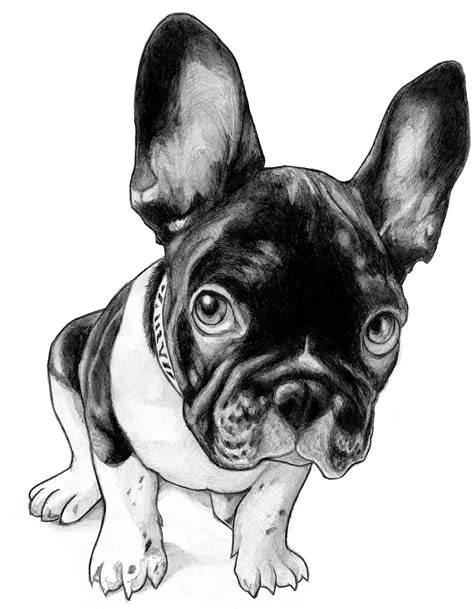 10 Bulldog Frances Dibujo