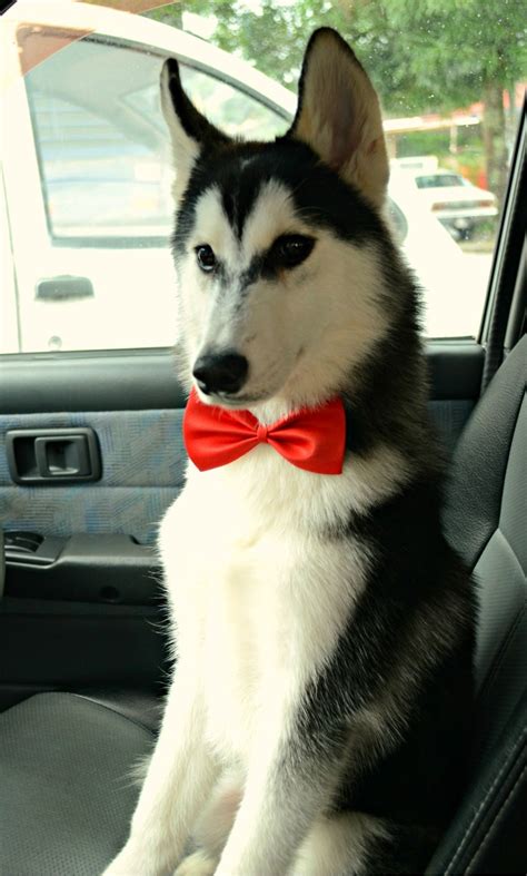 Hes So Snazzy Cute Dogs Funny Dog Pictures Cute Animals