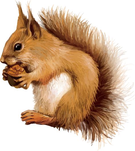 Squirrel Clip Art Vector Free Clipart Images Clipartc