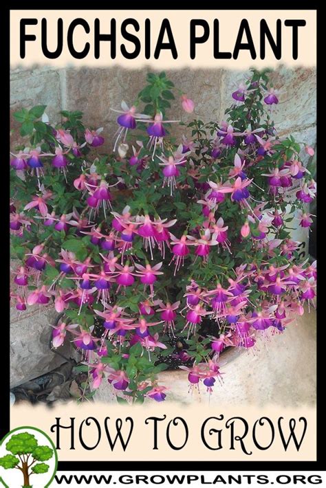 Fuchsia Plant How To Grow And Care
