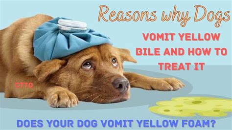 Does Your Dog Vomit Yellow Foamreasons Why Dogs Vomit Yellow Bile And