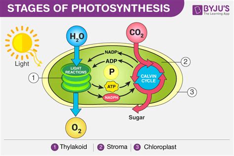 Does Photosynthesis Produce Oxygen Byjus