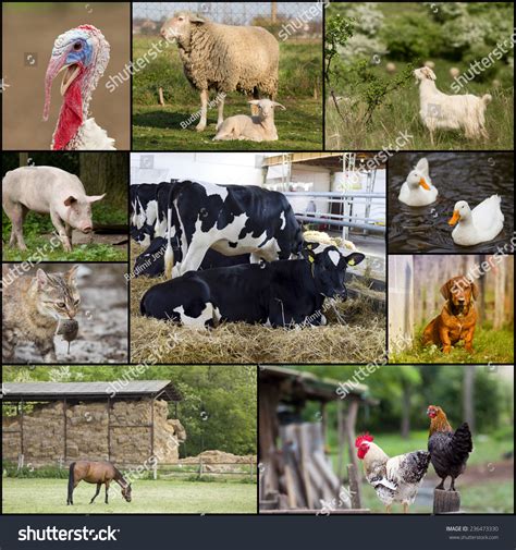 Стоковая фотография 236473330 Collage Different Domestic Animals On