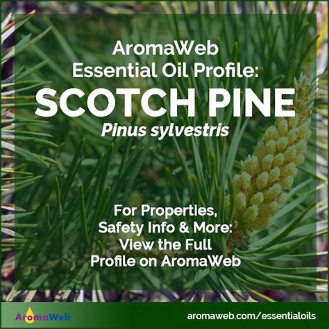 Scotch Pine Essential Oil Uses And Benefits Aromaweb